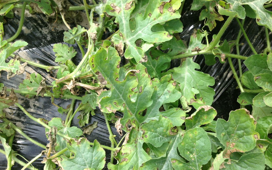 Field Performance of Plant Protectants against Bacterial Leaf Spot on Watermelon