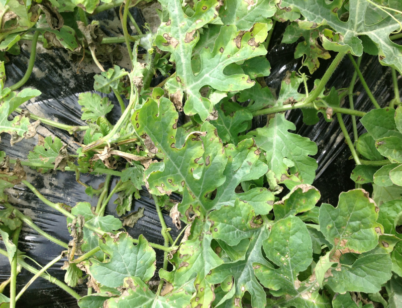 Symptoms of bacterial leaf spot on watermelon leaves in a commercial field