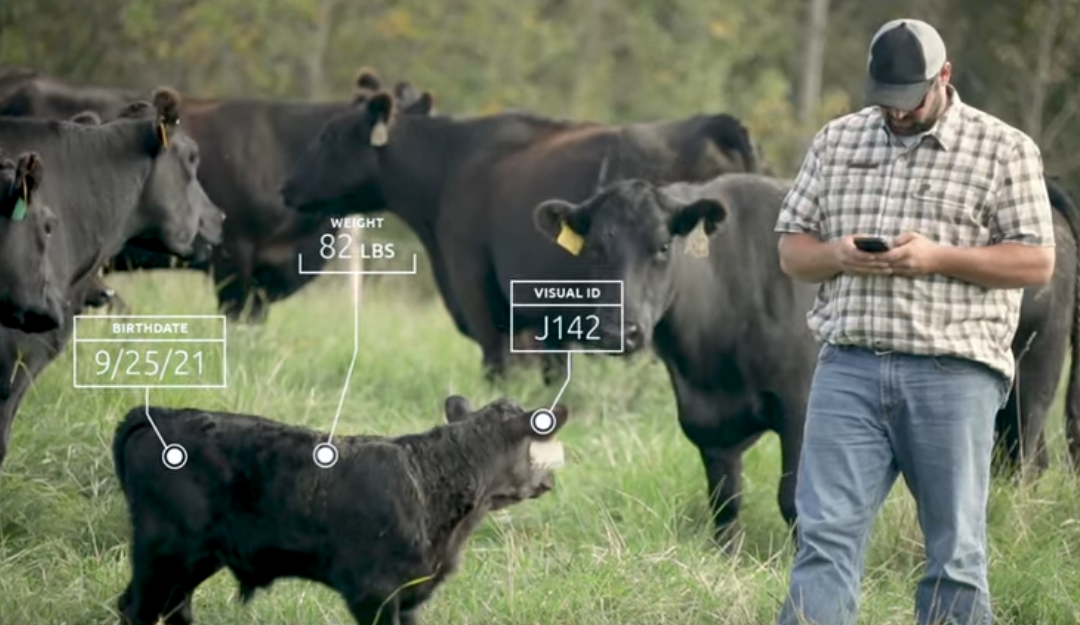 Friday Feature:  Simplify Cow-Calf Herd Records with Performance Ranch