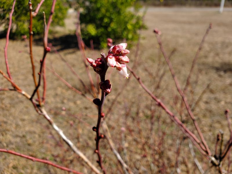 Chill Hours What are They and Why They Matter to Panhandle Fruit