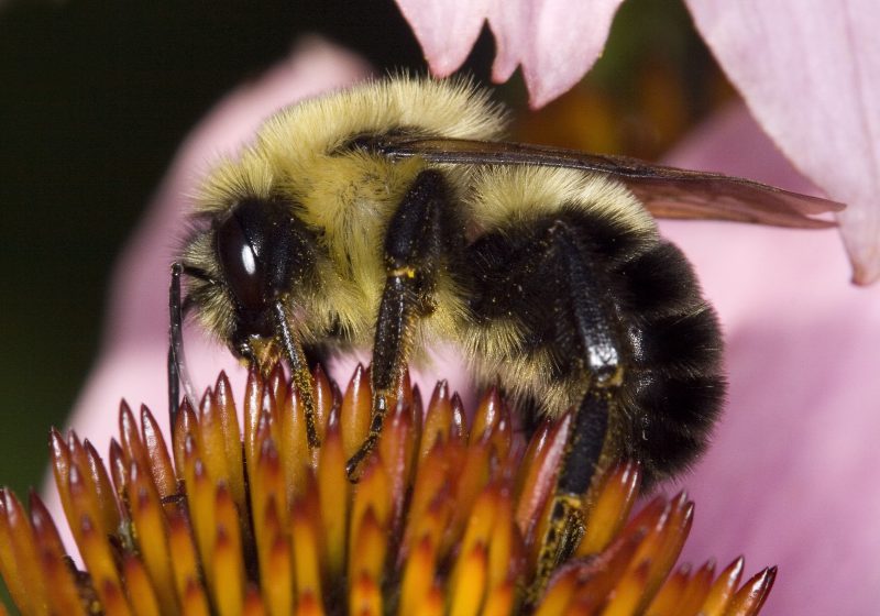 Attract native bumble bees, such as this eastern bumble bee, by growing plots of native pollinator plants, such as purple coneflower. Photo by David Cappaert, Bugwood.org.