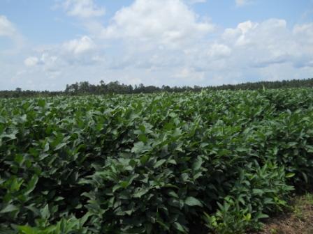 Upcoming Soybean Webinars for Farmers – February 28 & March 14