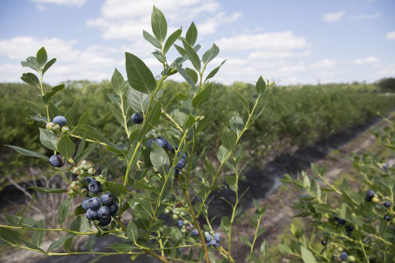 Blueberry Plant in Field