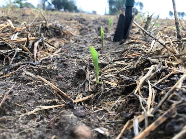 Late Cold Snap May Injure Small Grains and Seedling Corn