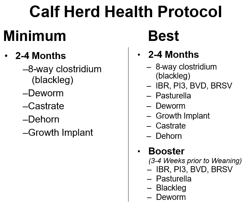 Calf Herd Health Protocol