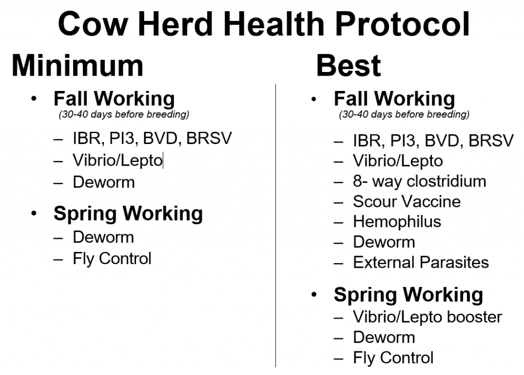 Beef Herd Essential Management Herd Health Protocols UF/IFAS