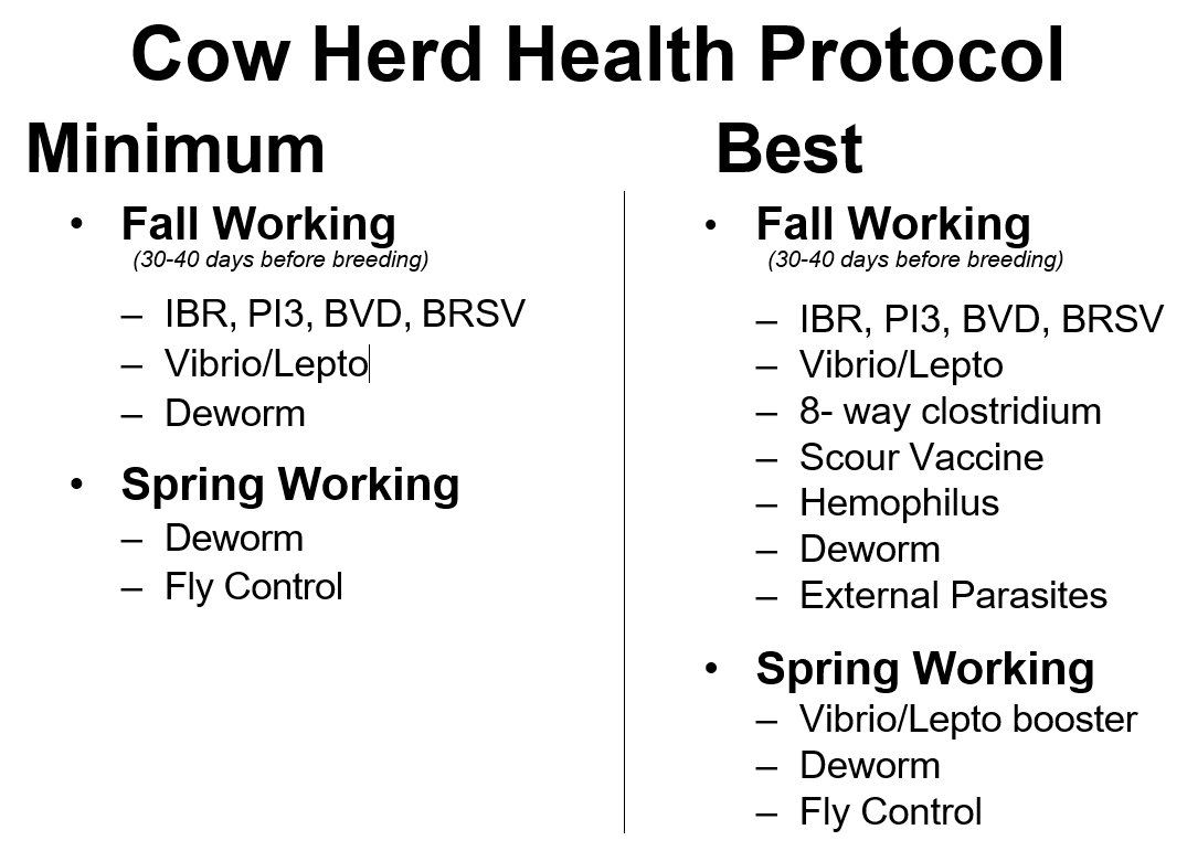 Beef Herd Essential Management Herd Health Protocols Panhandle