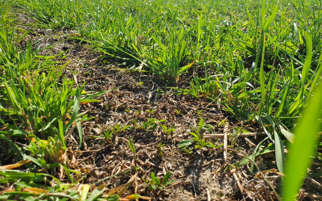 Long-Term Cost Savings from Adding Perennial Peanut to Grass Pastures