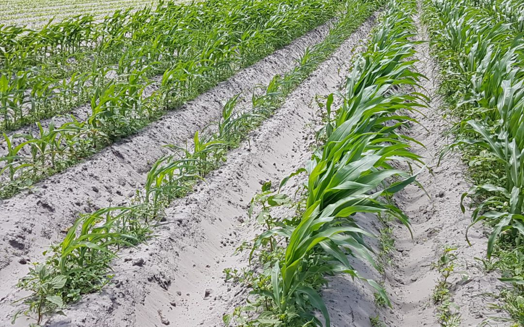 Clarifying Fluopyram Nematicide Products Available for Corn