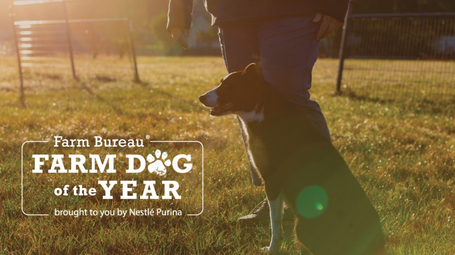 Nominations Open for 2023 Farm Bureau Farm Dog of the Year Contest