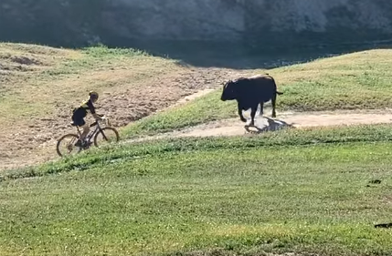 Friday Funny Feature:  Bull vs. Bicycle Racer – The Bull Won!