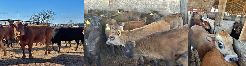 Herd Synchronization Can Shorten Your Calving Season
