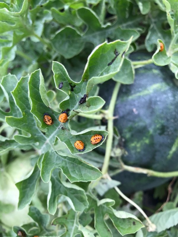 Different stages of the beneficial ladybug life cycle, the larvae (black) and pupae (orange). 