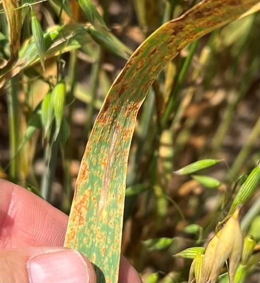 Oat Rust & Wheat Leaves Drying – Georgia Grain News 4-28-22