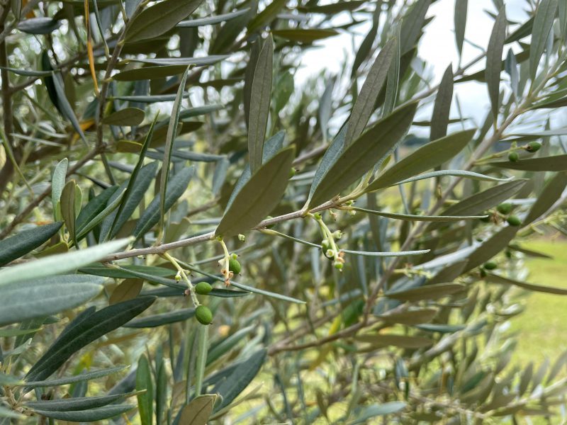 Young olive fruit 