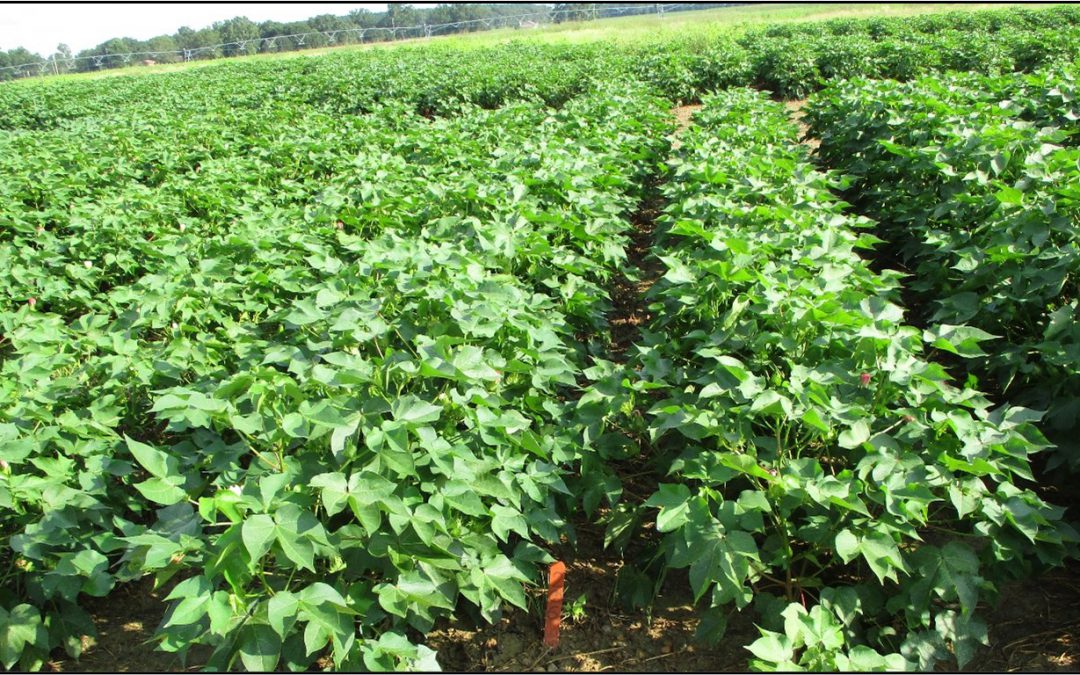 Enlist Crop Technology (2,4-D-Tolerant Crops) and Requirements for Herbicide Application