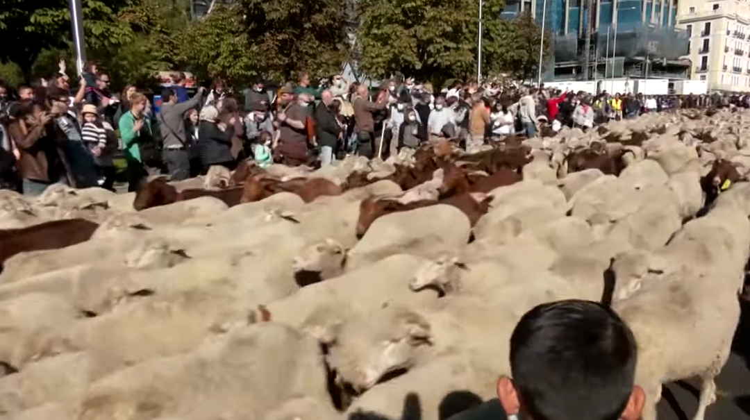 Friday Feature: Sheep Drive Through the Streets of Madrid