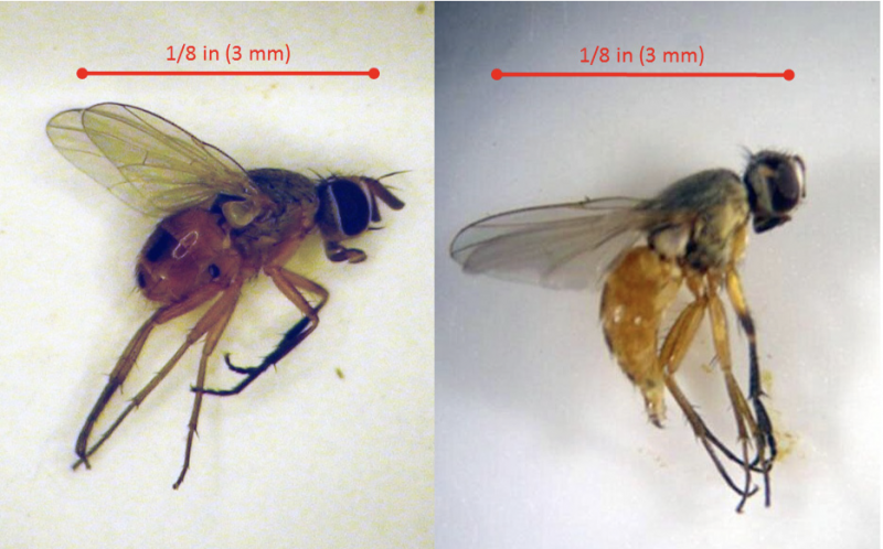 bermudagrass stem maggot flies, adult phase