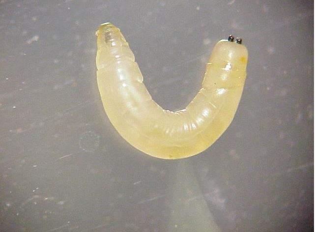 photo of Bermudagrass stem maggot