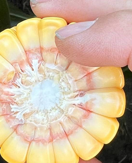 Georgia Grain News 6-24-22- Corn Status & Stages