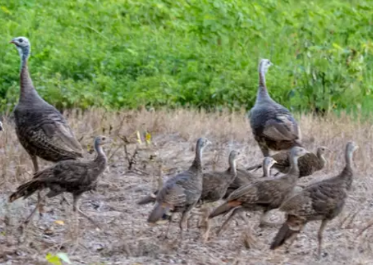 Land Management to Enhance Wild Turkey in the Panhandle