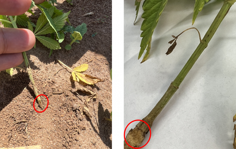 Fire Ant Damage in Hemp: Identification and Control