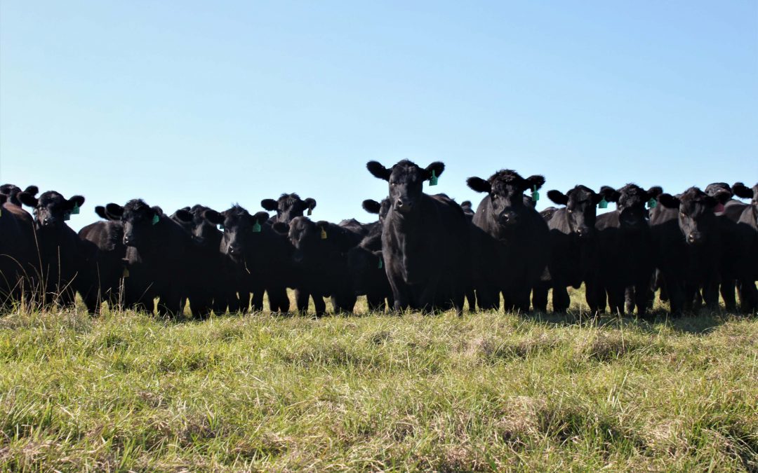 Understanding Heat Stress in Cattle
