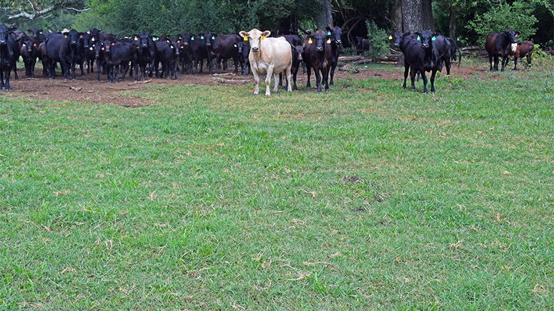 Grazing Management – Making the Most of the Available Forage