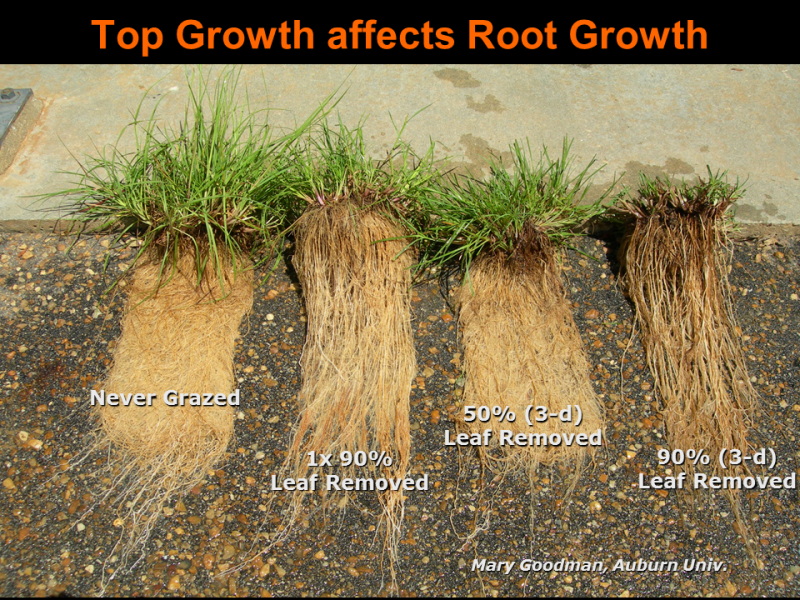 Root Growth Under Various Grazing Systems