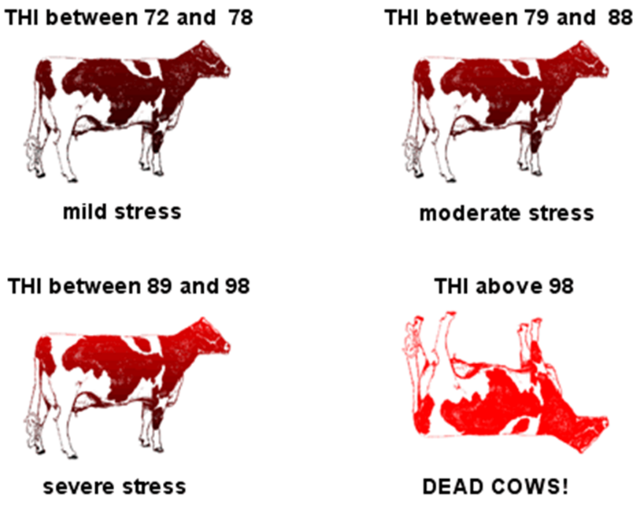 Understanding Heat Stress In Cattle Panhandle Agriculture