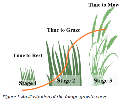 UTenn Forage Growth Curve Illustration
