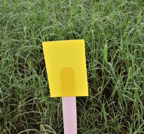 bermudagrass stem maggot stick trap yellow card