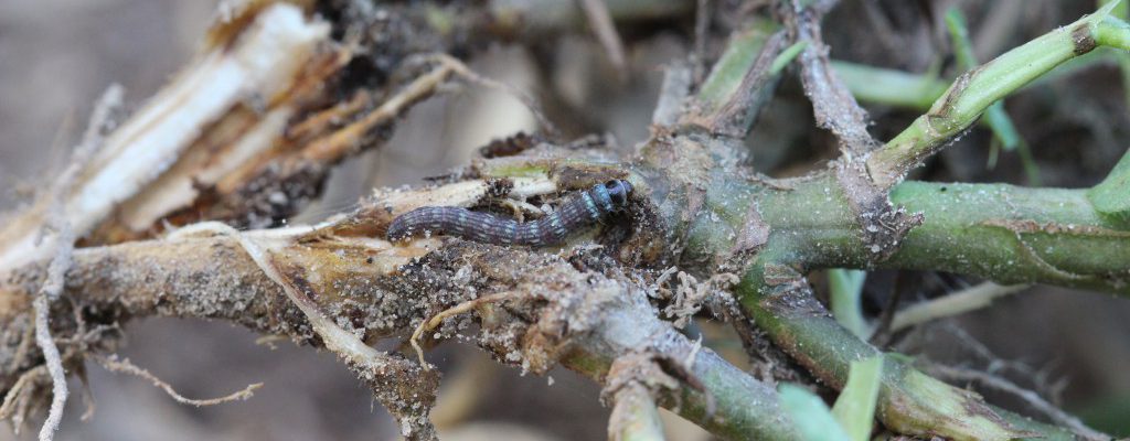 Lesser Cornstalk Borer caterpillar on peanut roots