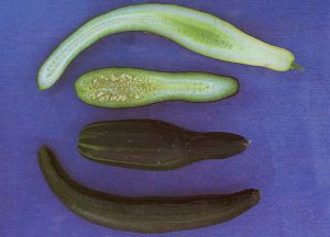 Incomplete Pollination in zucchini squash