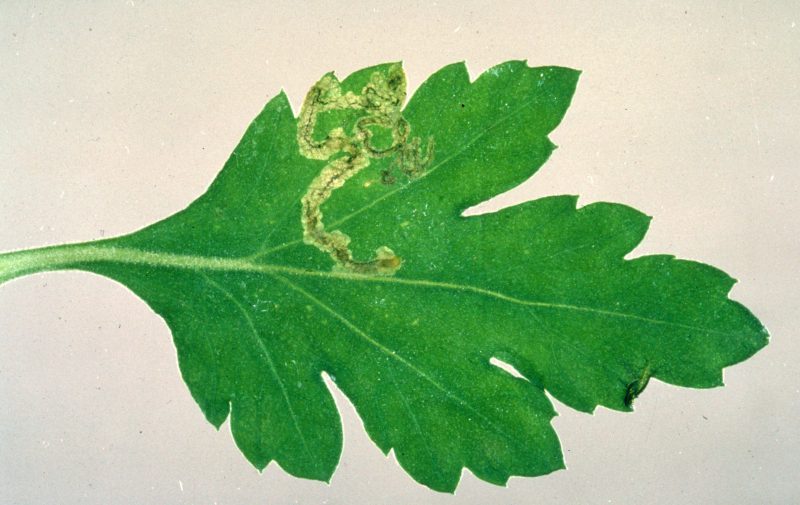 A mine of the American serpentine leafminer on a chrysanthemum leaf. Photo by Central Science Laboratory, Harpenden, British Crown, Bugwood.org. 