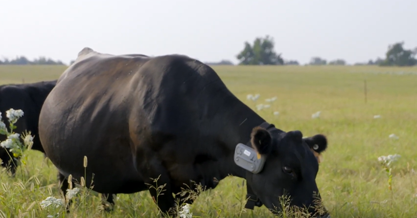 Friday Feature:  Virtual Cattle Fencing Research at OSU