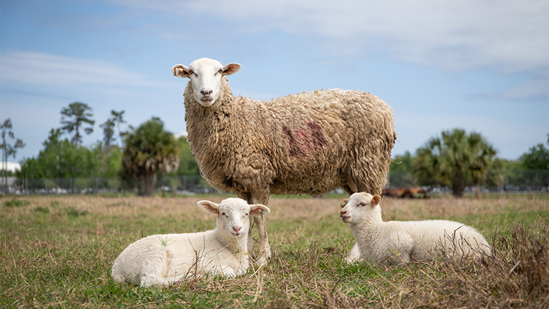 University of Florida to hold first Small Ruminant Short Course – September 16-17
