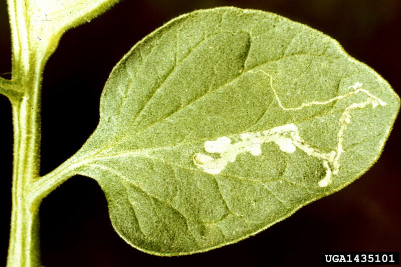A mine of the vegetable leafminer on a tomato leaf. Photo by Clemson University - USDA Cooperative Extension Slide Series, Bugwood.org.