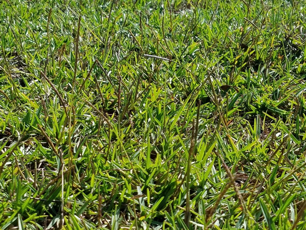 When Grasses Collide – Centipede vs. Bahiagrass in Your Pasture ...