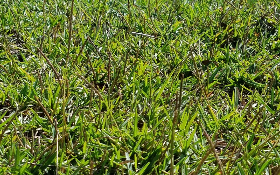 When Grasses Collide – Centipede vs. Bahiagrass in Your Pasture