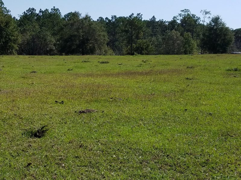 Centipede encroachement in bahiagrass pasture