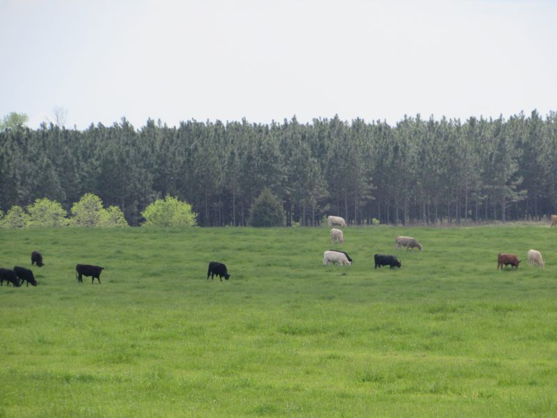 cattle grazing pasture in Walton County