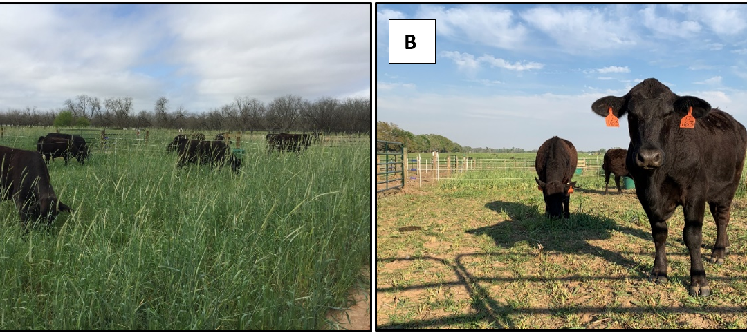 Grazing Cover Crops Increases Peanut Yield and Mitigates Nitrate Leaching