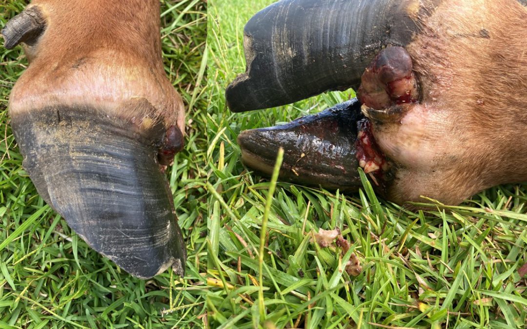 Foot Rot in Cattle this Summer