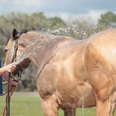 hosing horse off to reduce heat stress