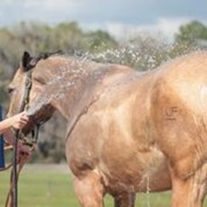Managing Horses to Prevent Heat Stress