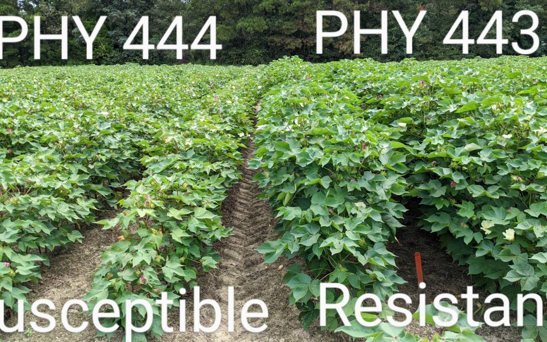 UF/IFAS Testing Nematode-Resistant Cotton and Peanut Cultivars