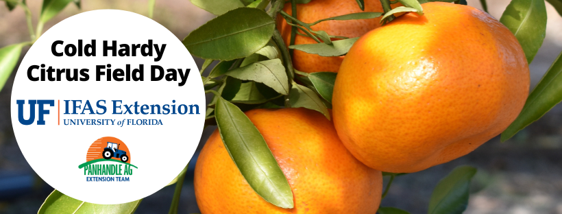Cold Hardy Citrus Field Day – October 27