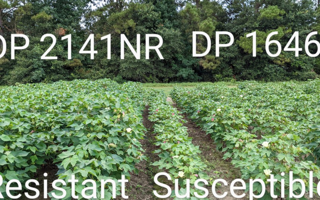 How Effective are New Resistant Cotton Cultivars at Managing Reniform Nematodes?