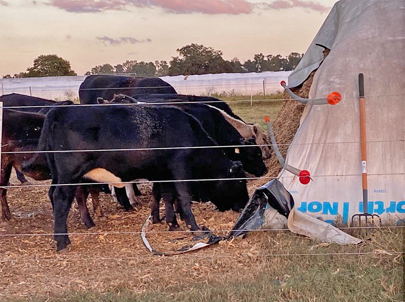 Self-feeding Systems for Silage Bags Reduces Labor for Cattle Operations